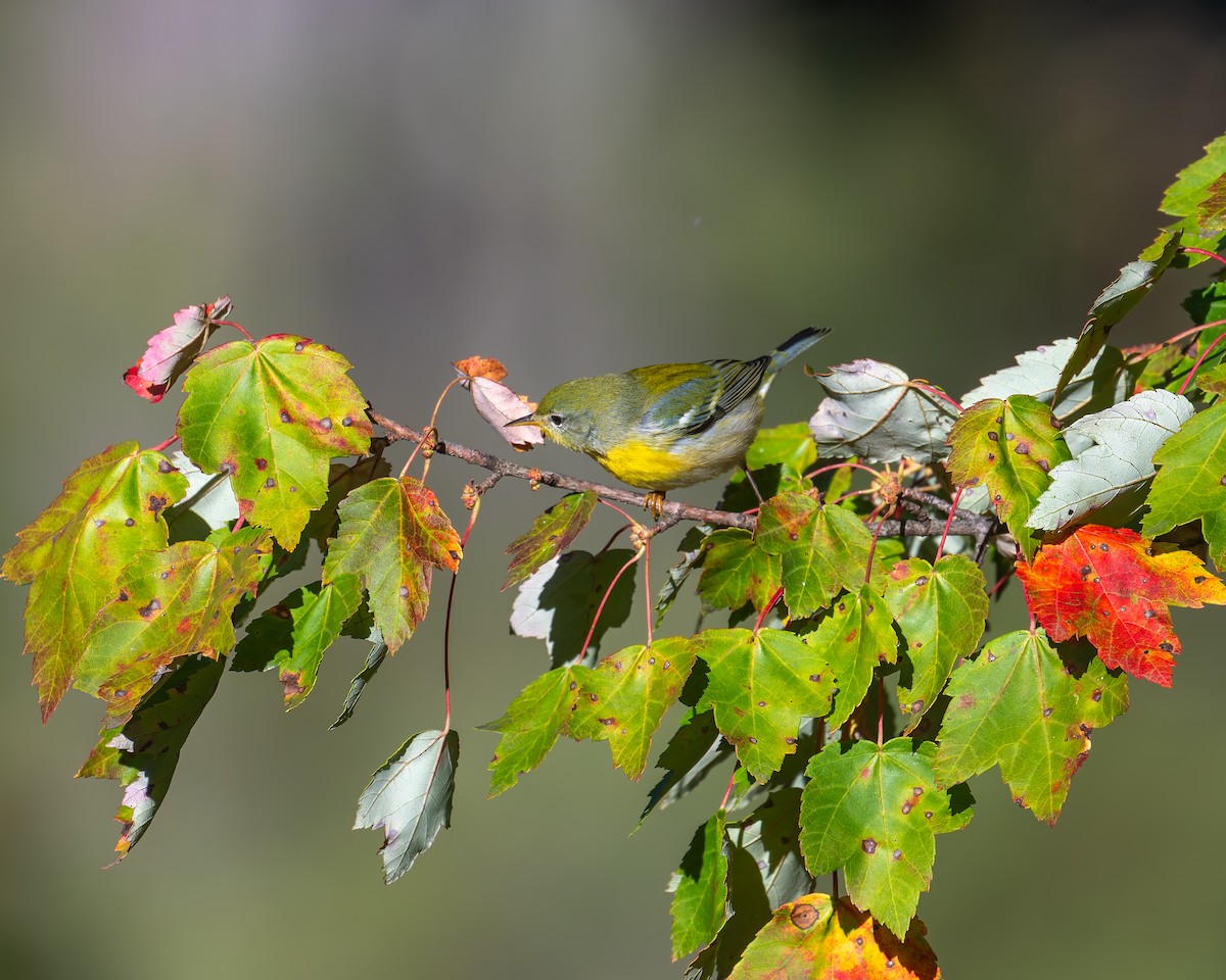 Northern Parula - ML642950116
