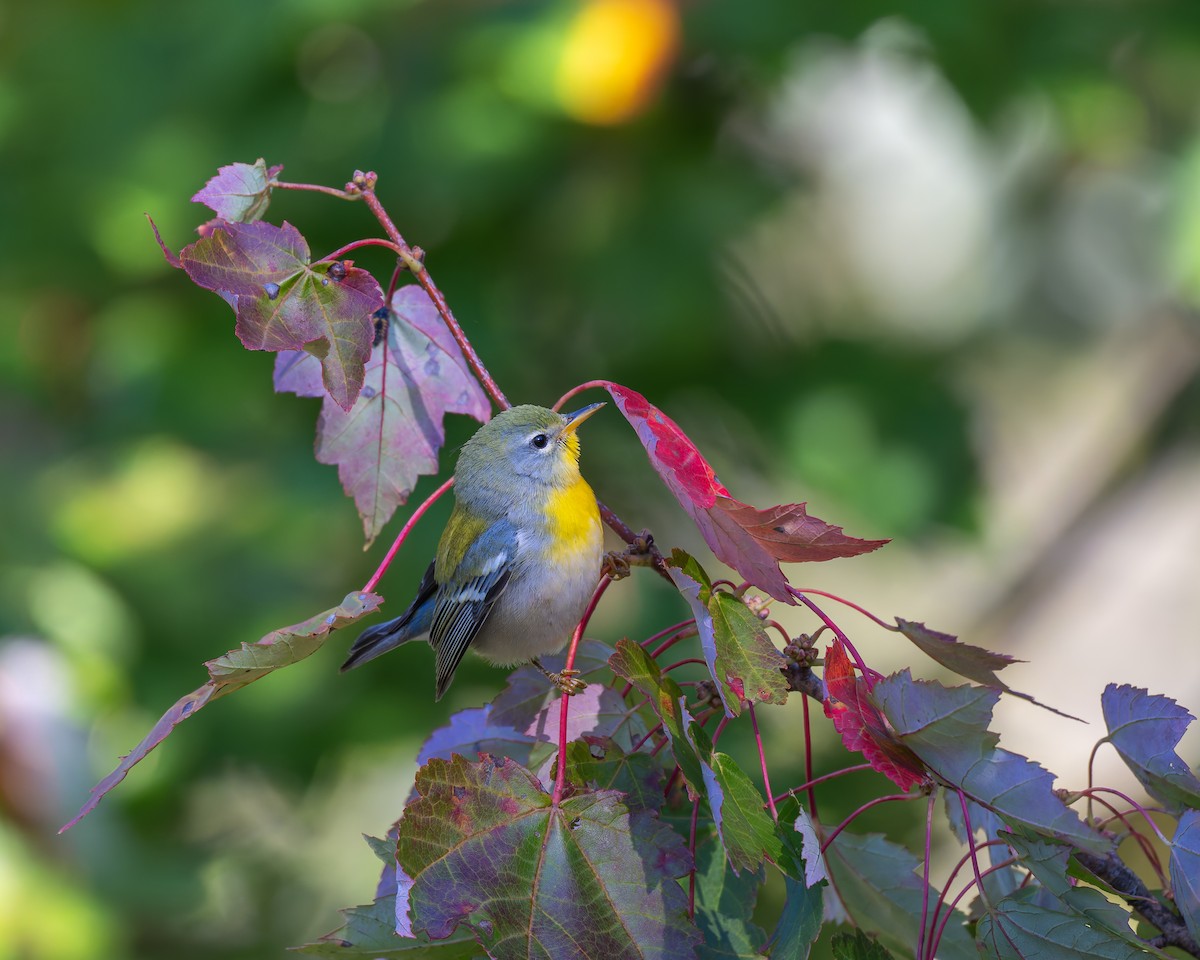 Northern Parula - ML642950117