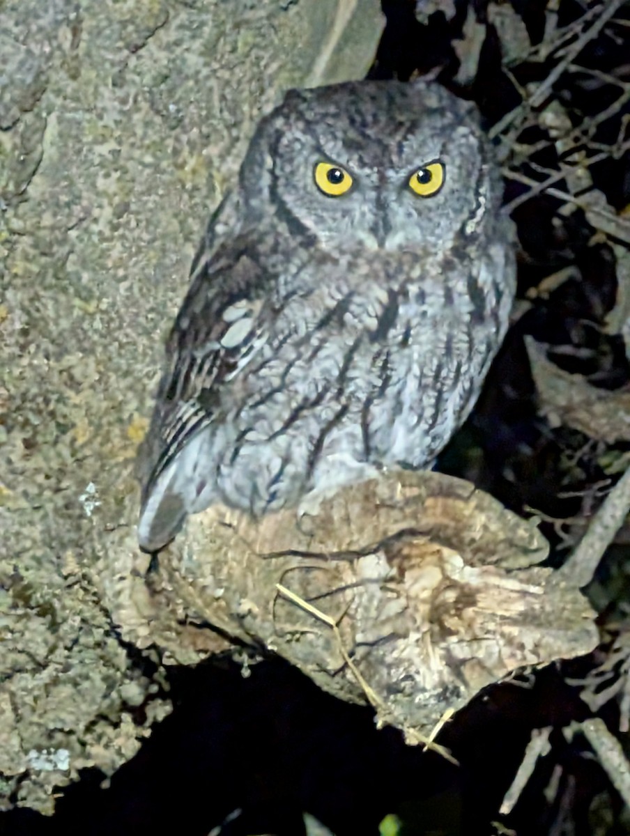 Western Screech-Owl - ML642950124