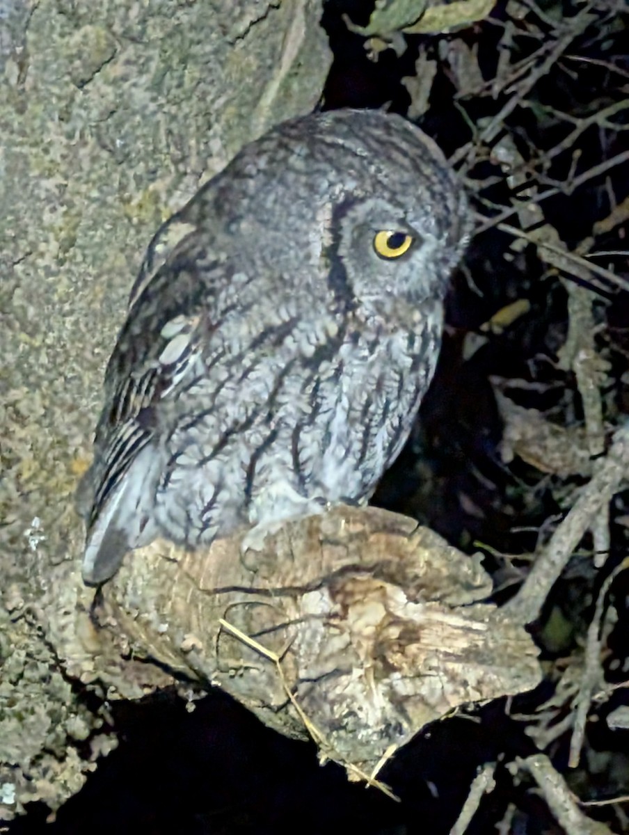 Western Screech-Owl - ML642950125