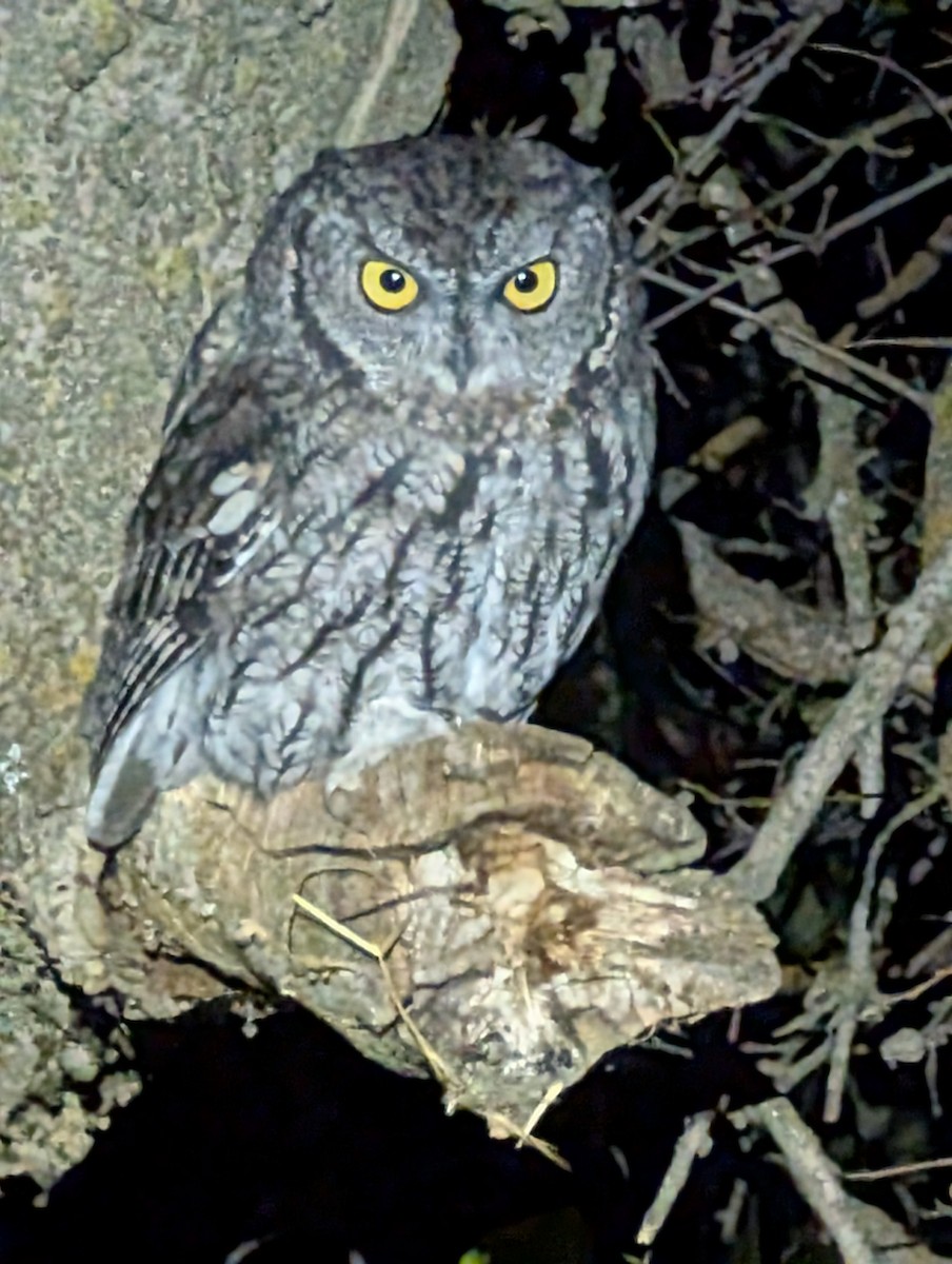Western Screech-Owl - ML642950126