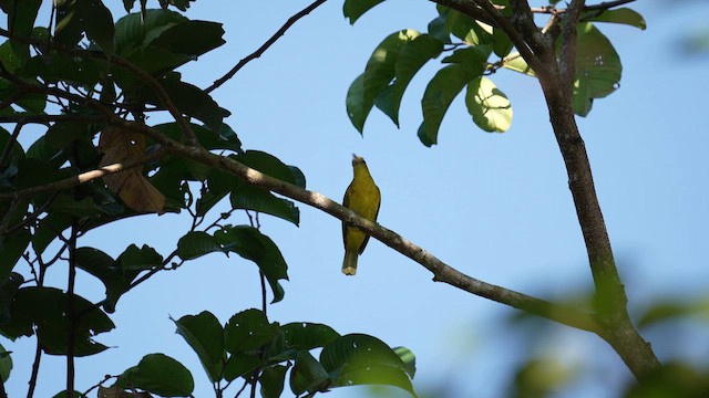 Isabela Oriole - ML642950129