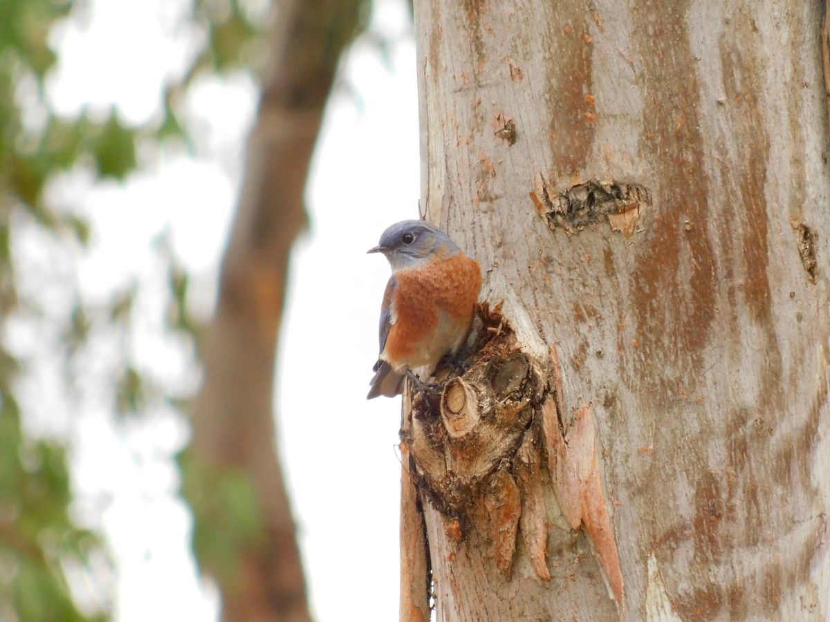 Western Bluebird - ML642950130