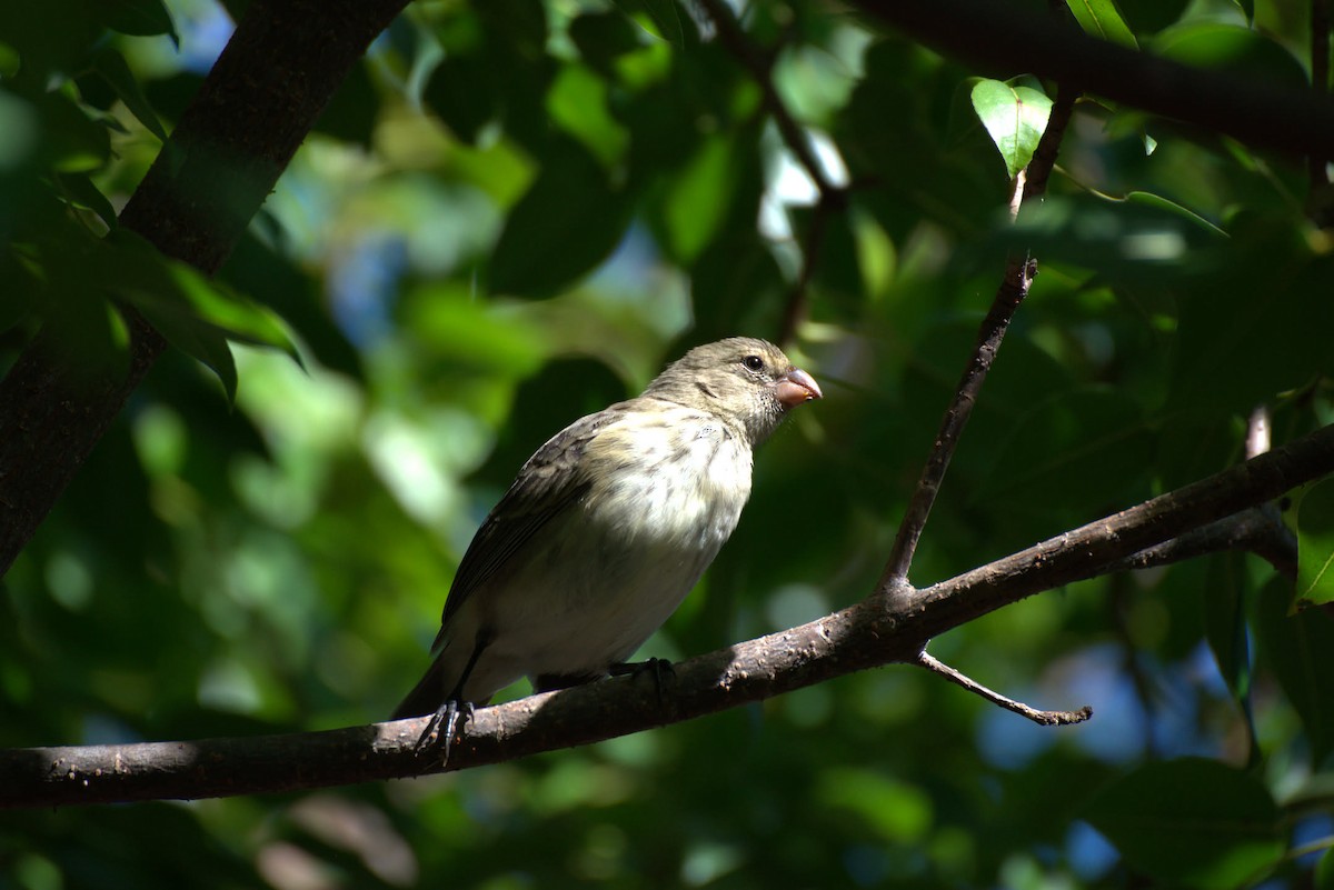 Small Tree-Finch - ML642950131