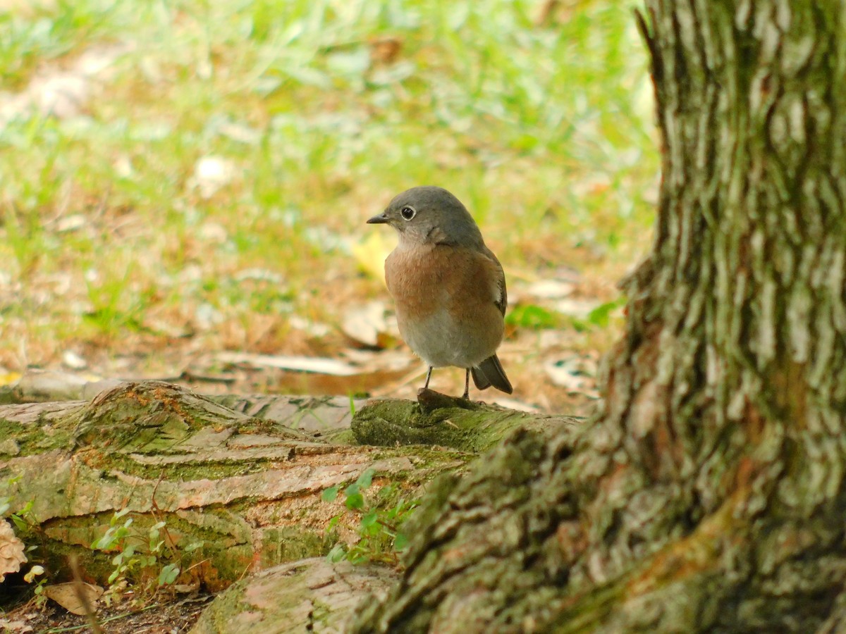 Western Bluebird - ML642950132