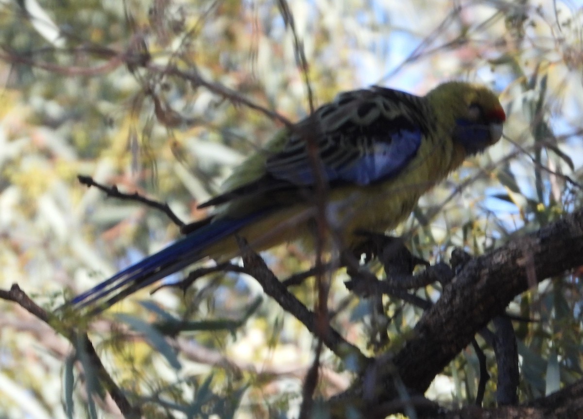Rosella cremisi - ML642950137