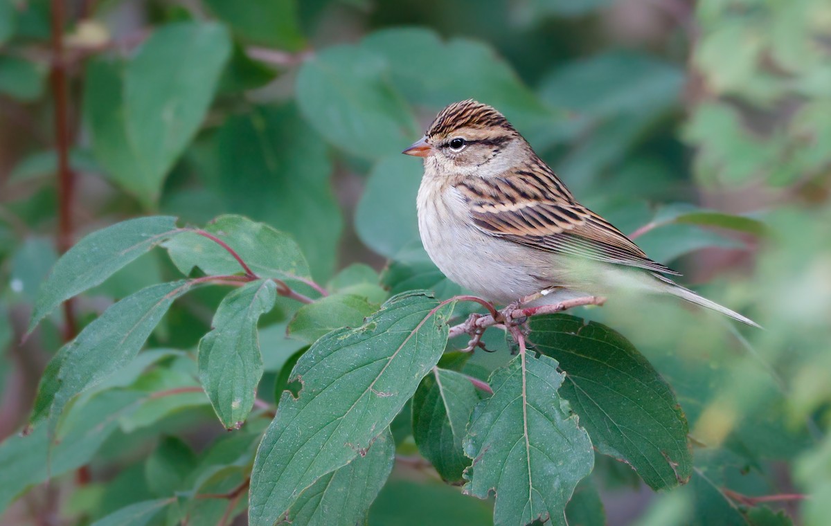 Chipping Sparrow - ML642950158