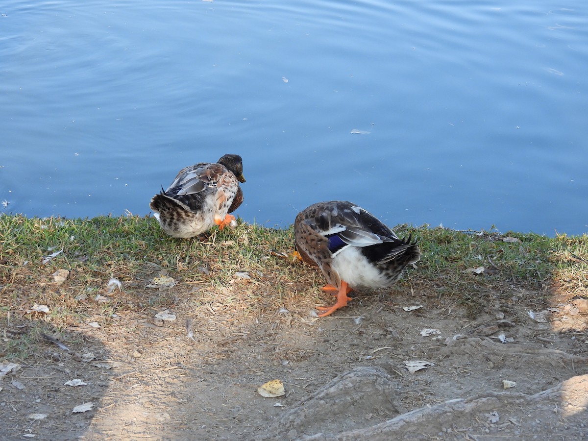 Mallard (Domestic type) - ML642950164