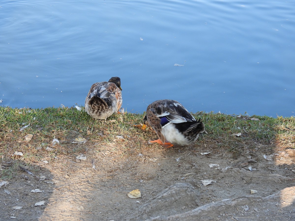 Mallard (Domestic type) - ML642950165