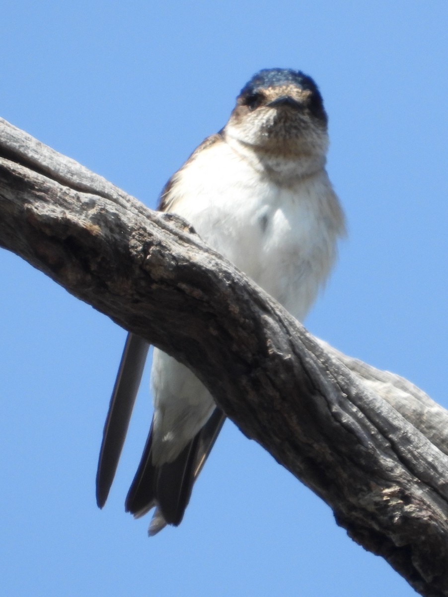 eukalyptussvale - ML642950174