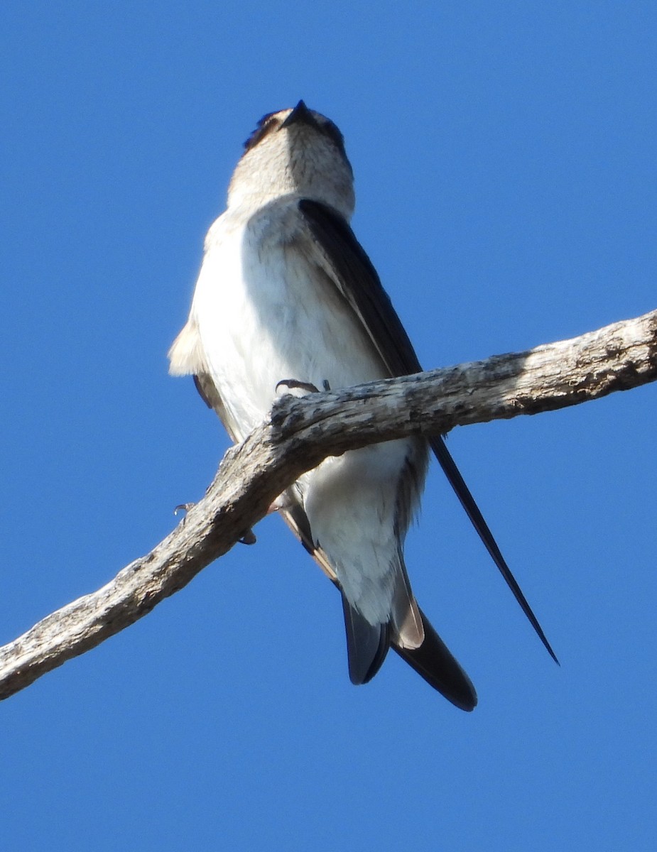 eukalyptussvale - ML642950175