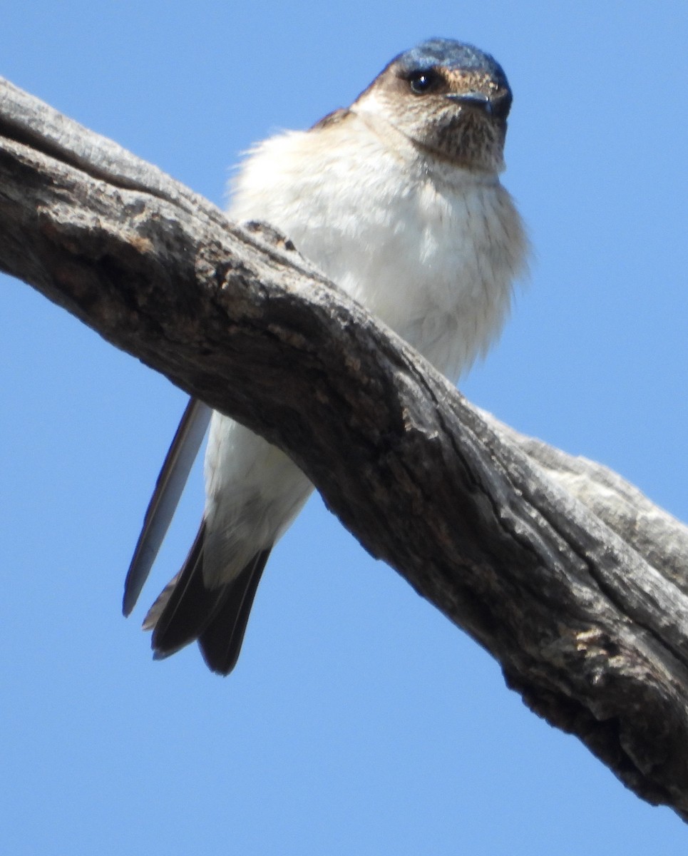 eukalyptussvale - ML642950176