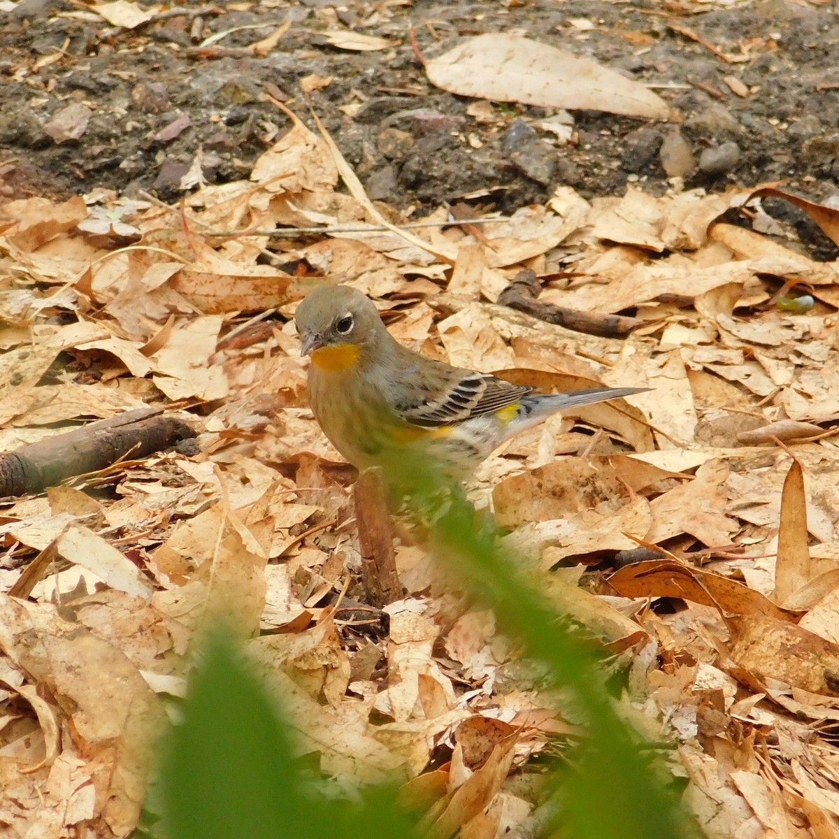 myrteparula - ML642950186
