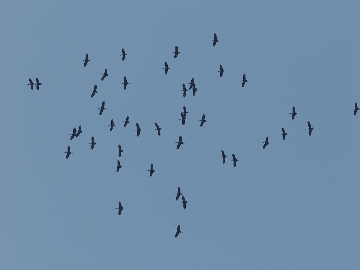 African Openbill - ML642950194