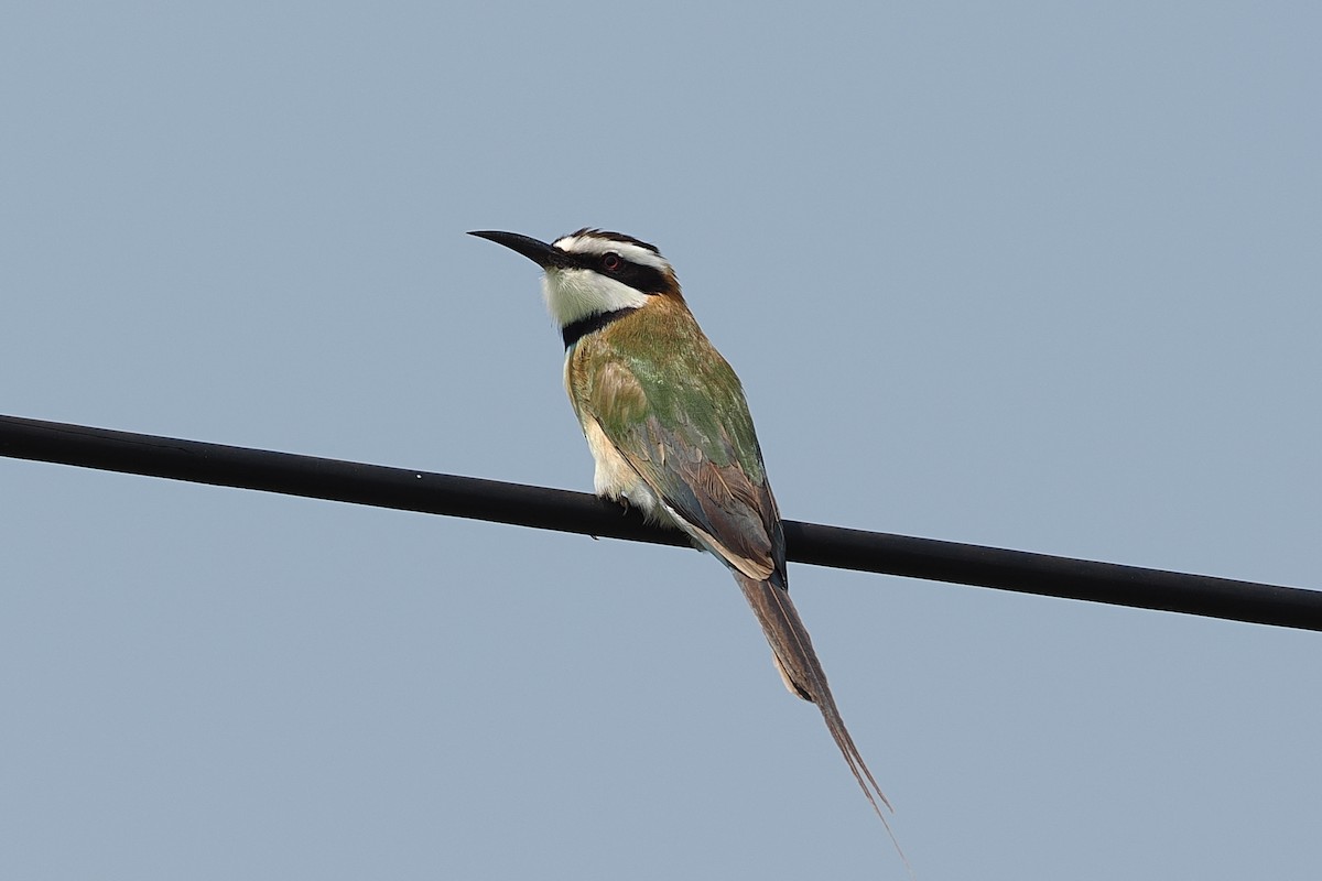 White-throated Bee-eater - ML642950198
