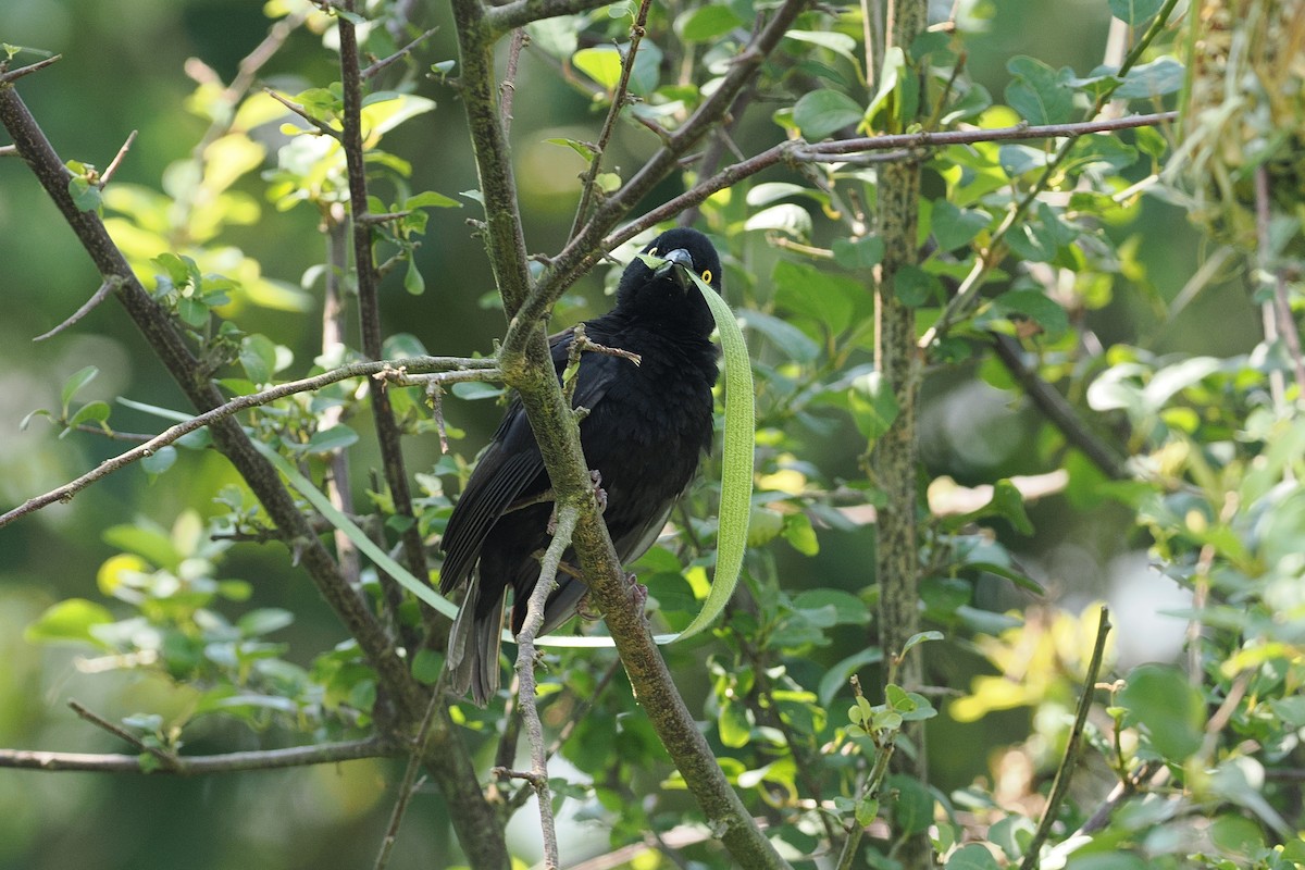 Vieillot's Black Weaver - ML642950206