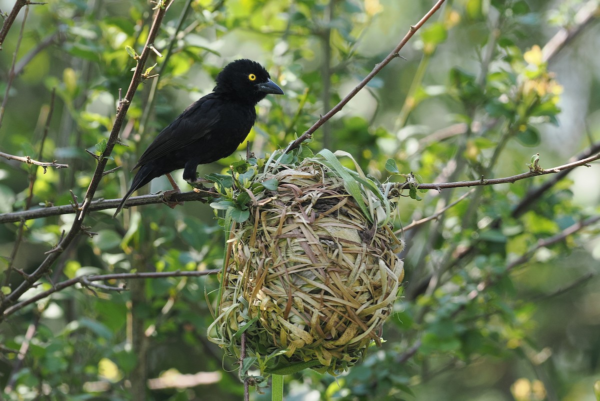 Vieillot's Black Weaver - ML642950207