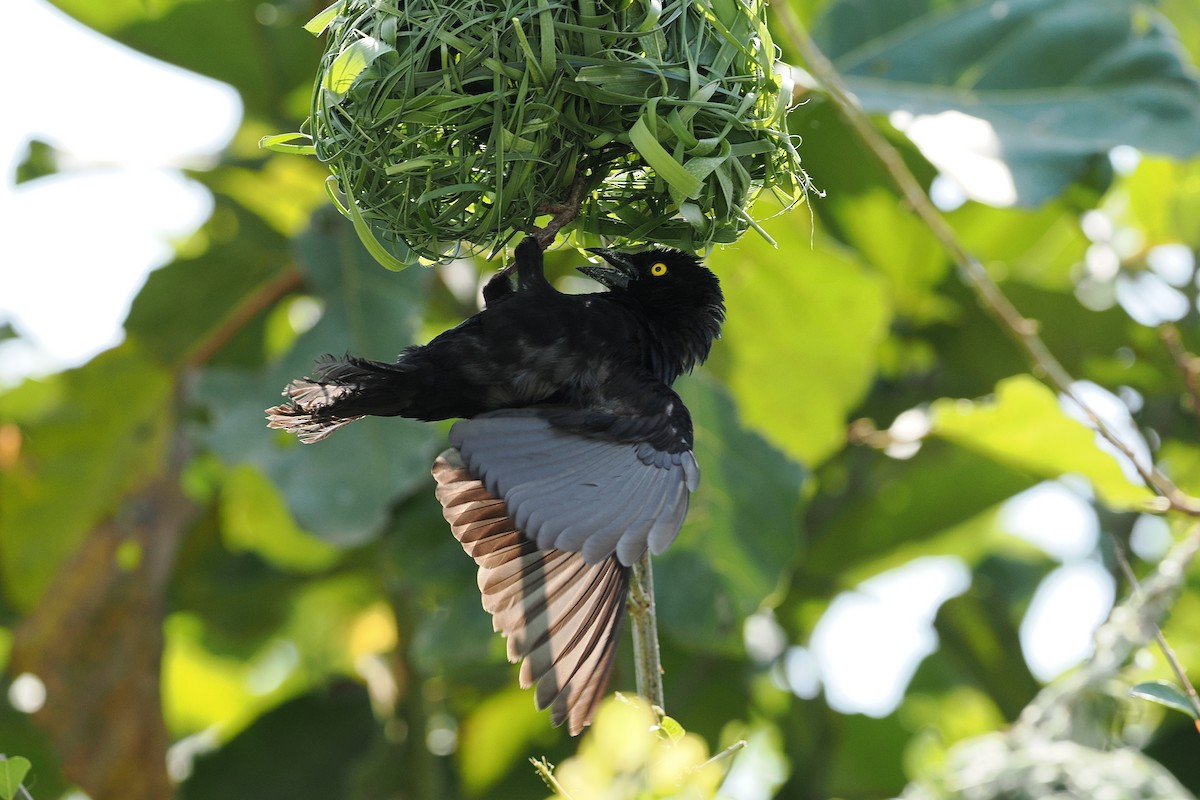 Vieillot's Black Weaver - ML642950208