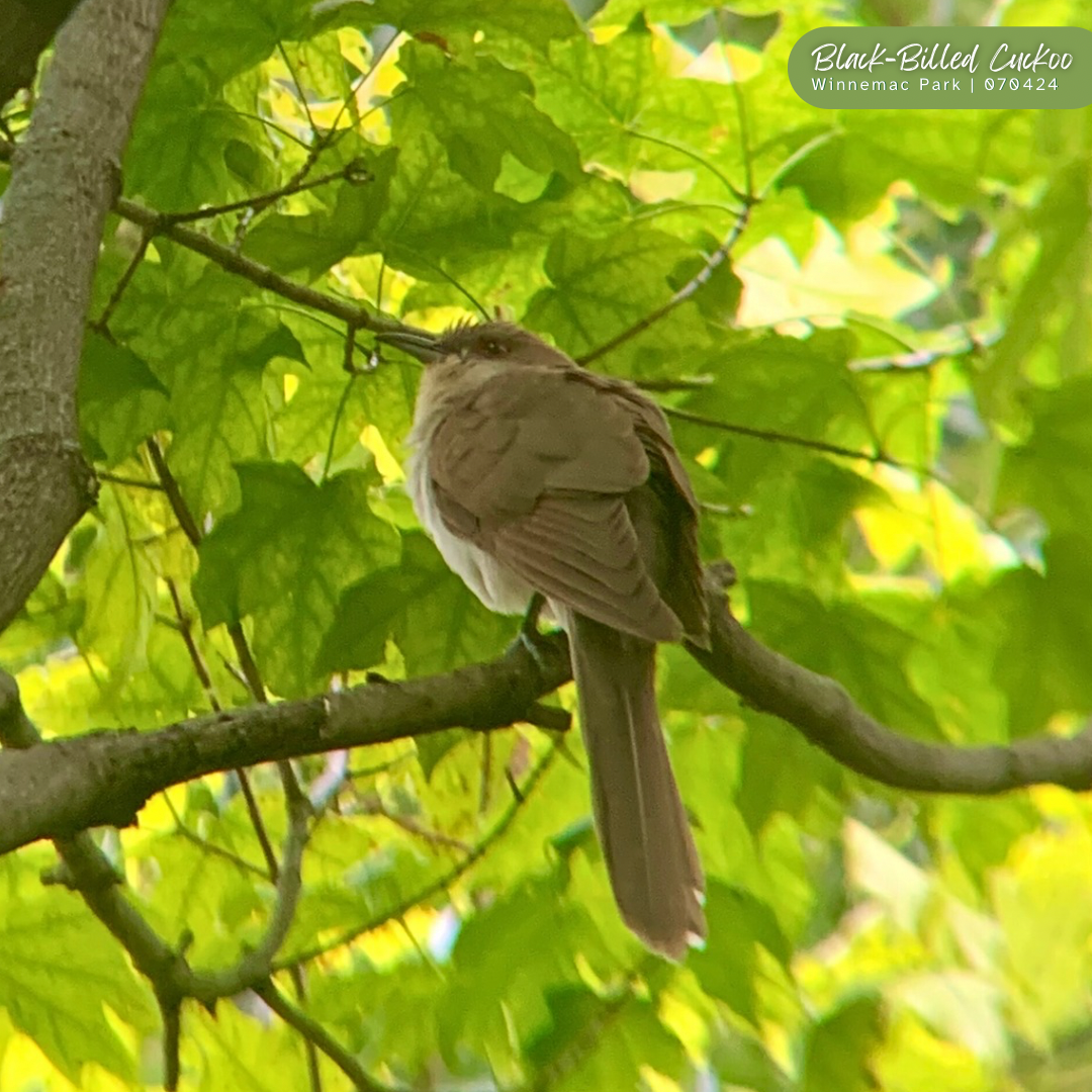 Black-billed Cuckoo - ML642950212