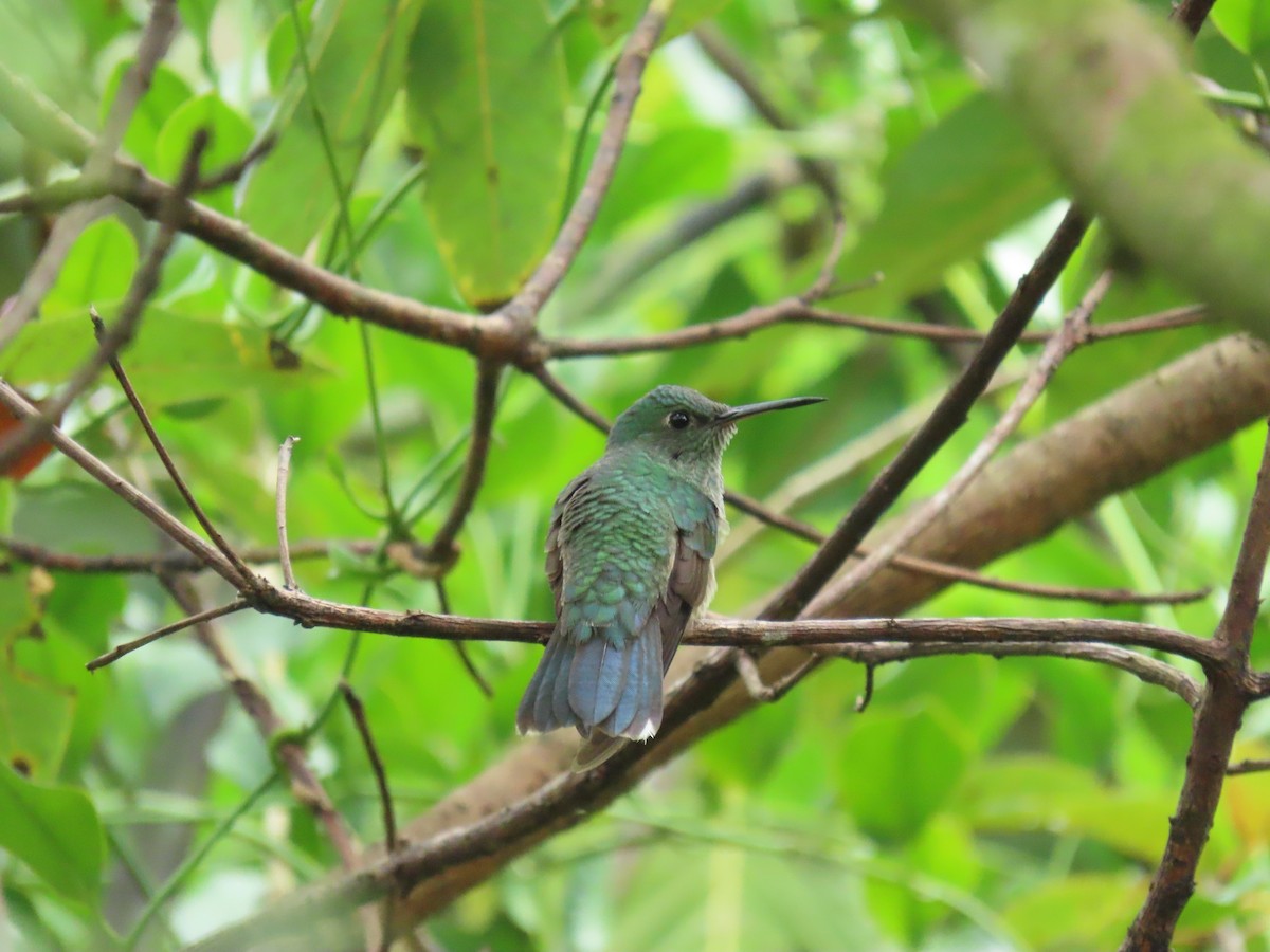 Scaly-breasted Hummingbird - ML642950214