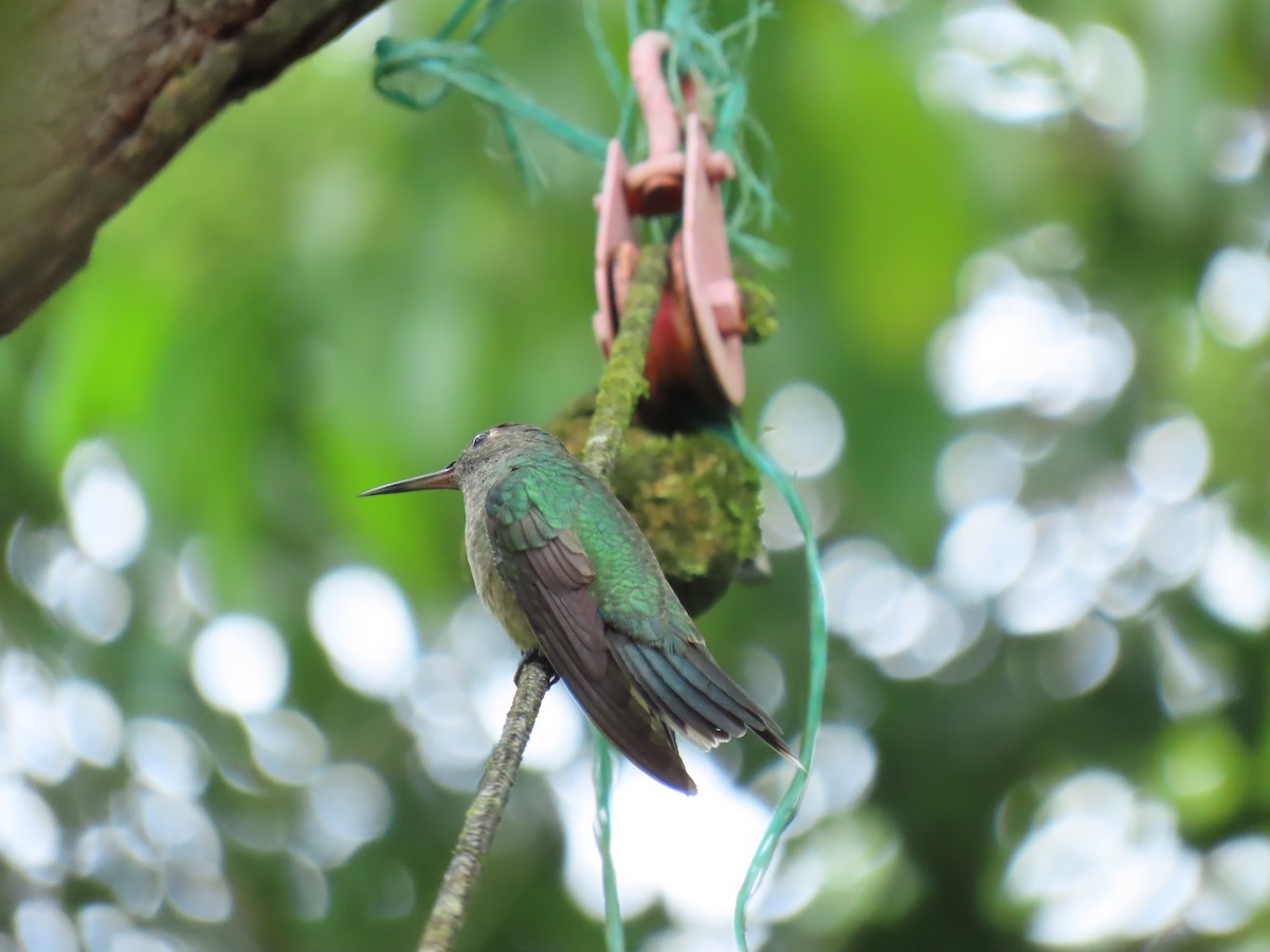 Scaly-breasted Hummingbird - ML642950215