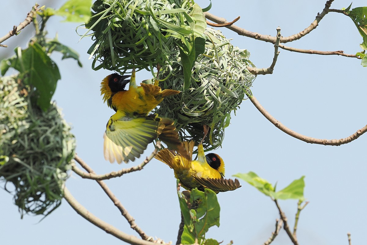 Village Weaver - ML642950223