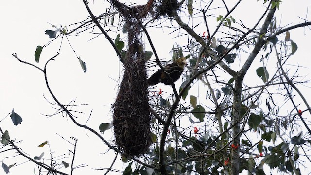 Russet-backed Oropendola - ML642950238