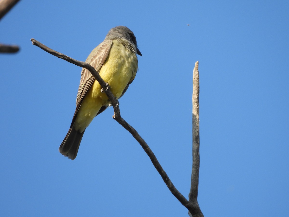 Cassin's Kingbird - ML642950240