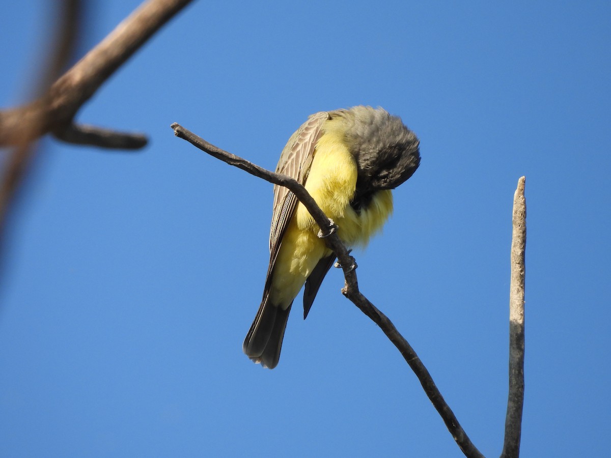 Cassin's Kingbird - ML642950241