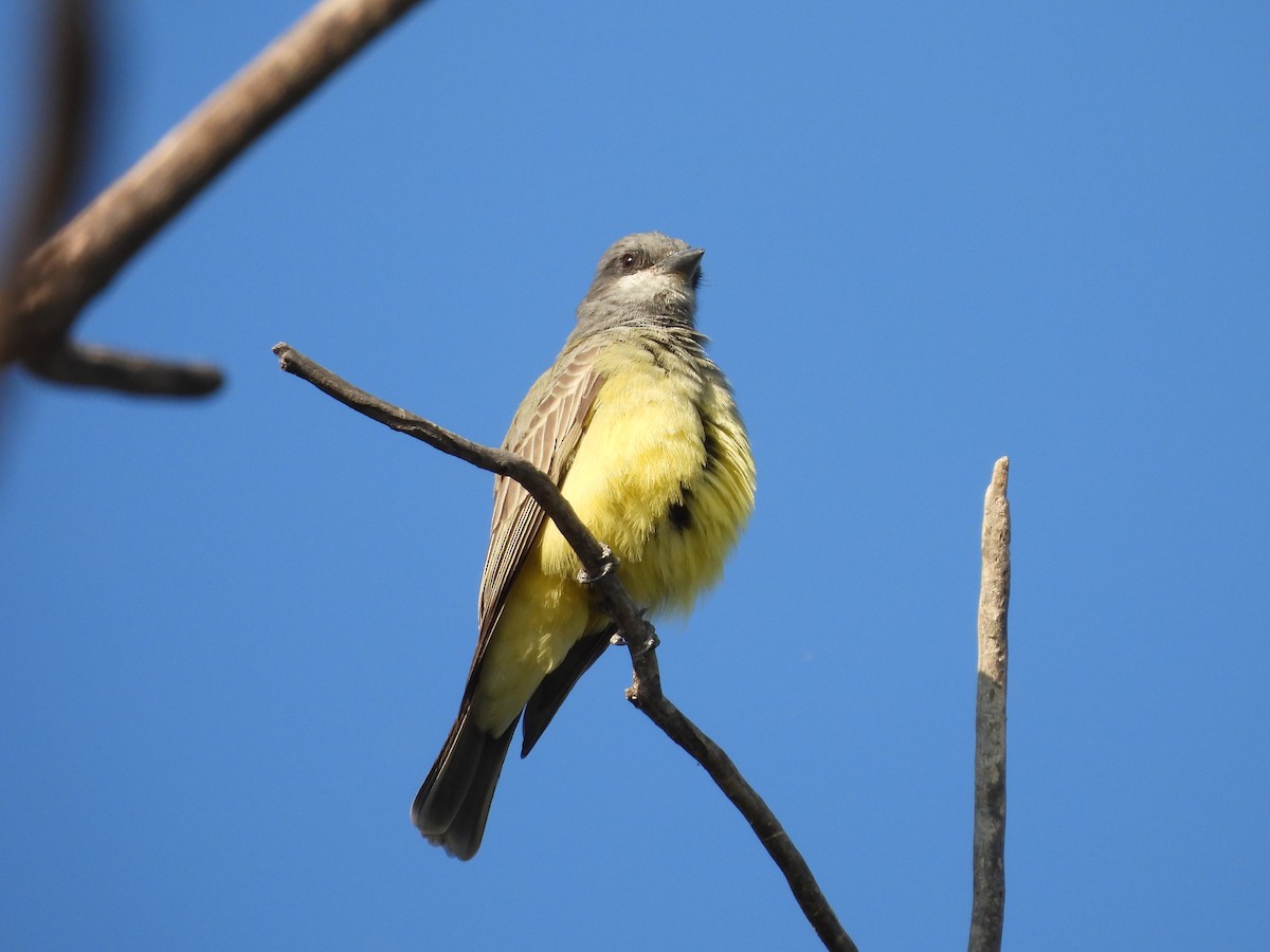 Cassin's Kingbird - ML642950242