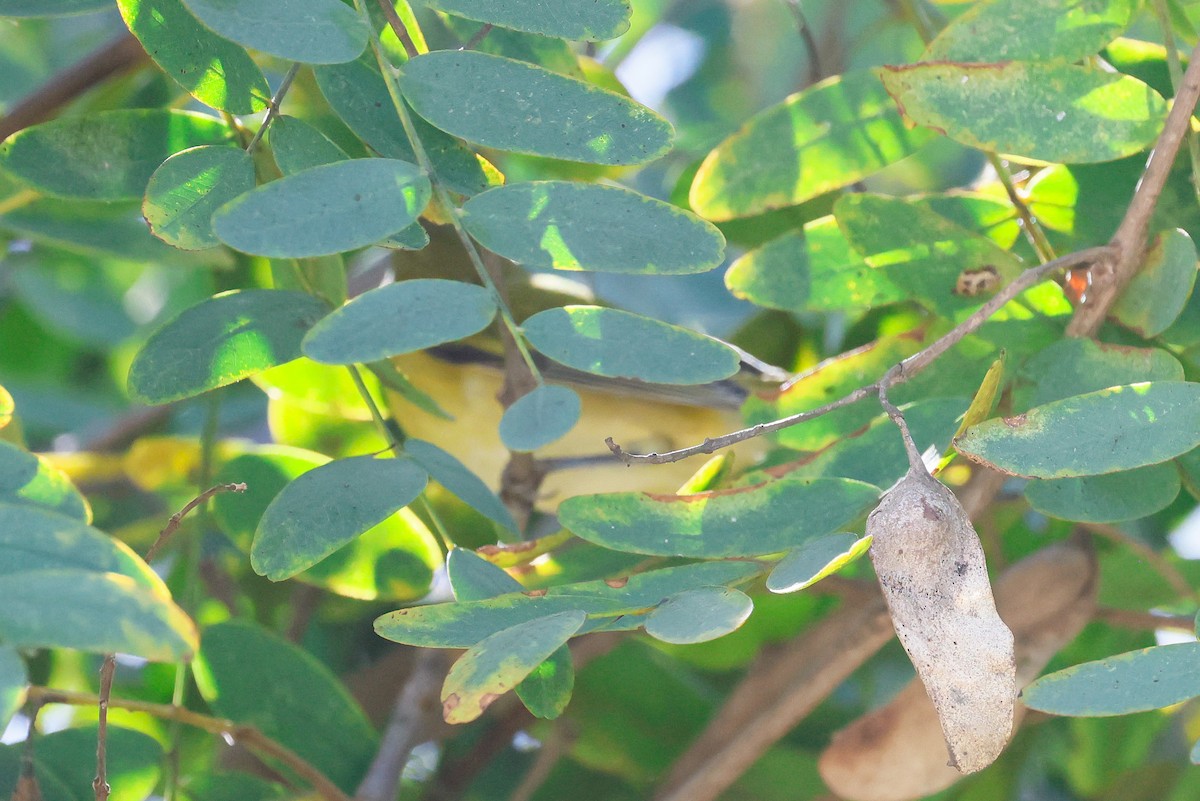 Tennessee Warbler - ML642950250