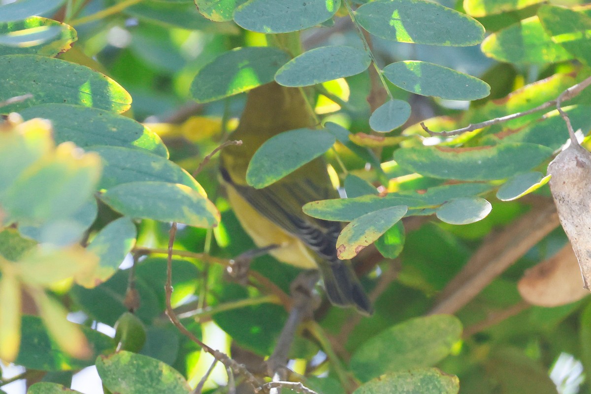 Tennessee Warbler - ML642950251