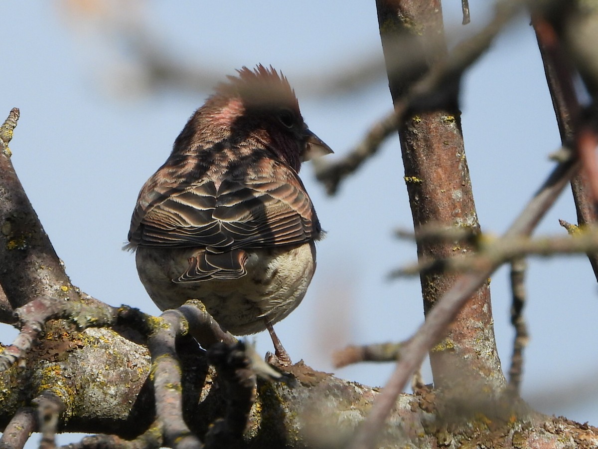 Cassin's Finch - ML642950256