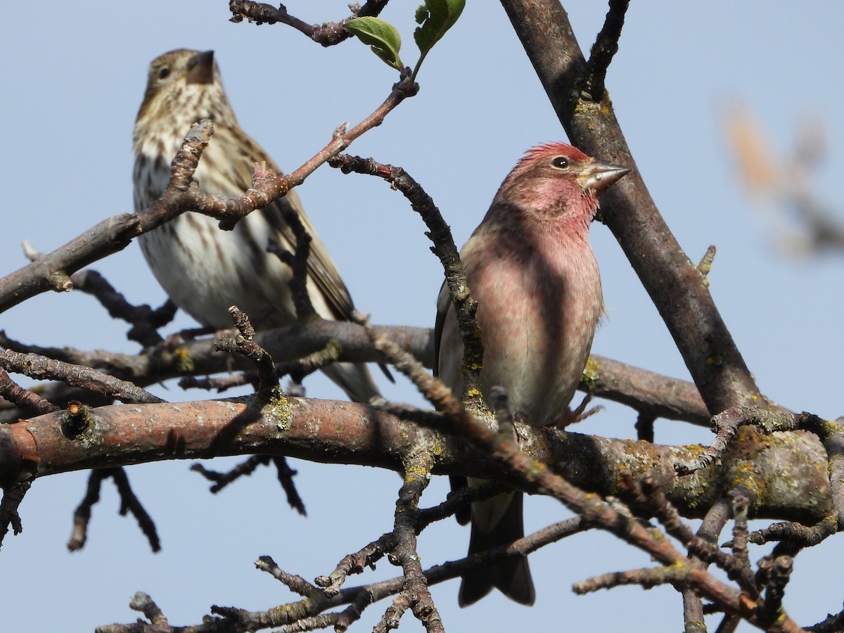 Cassin's Finch - ML642950257