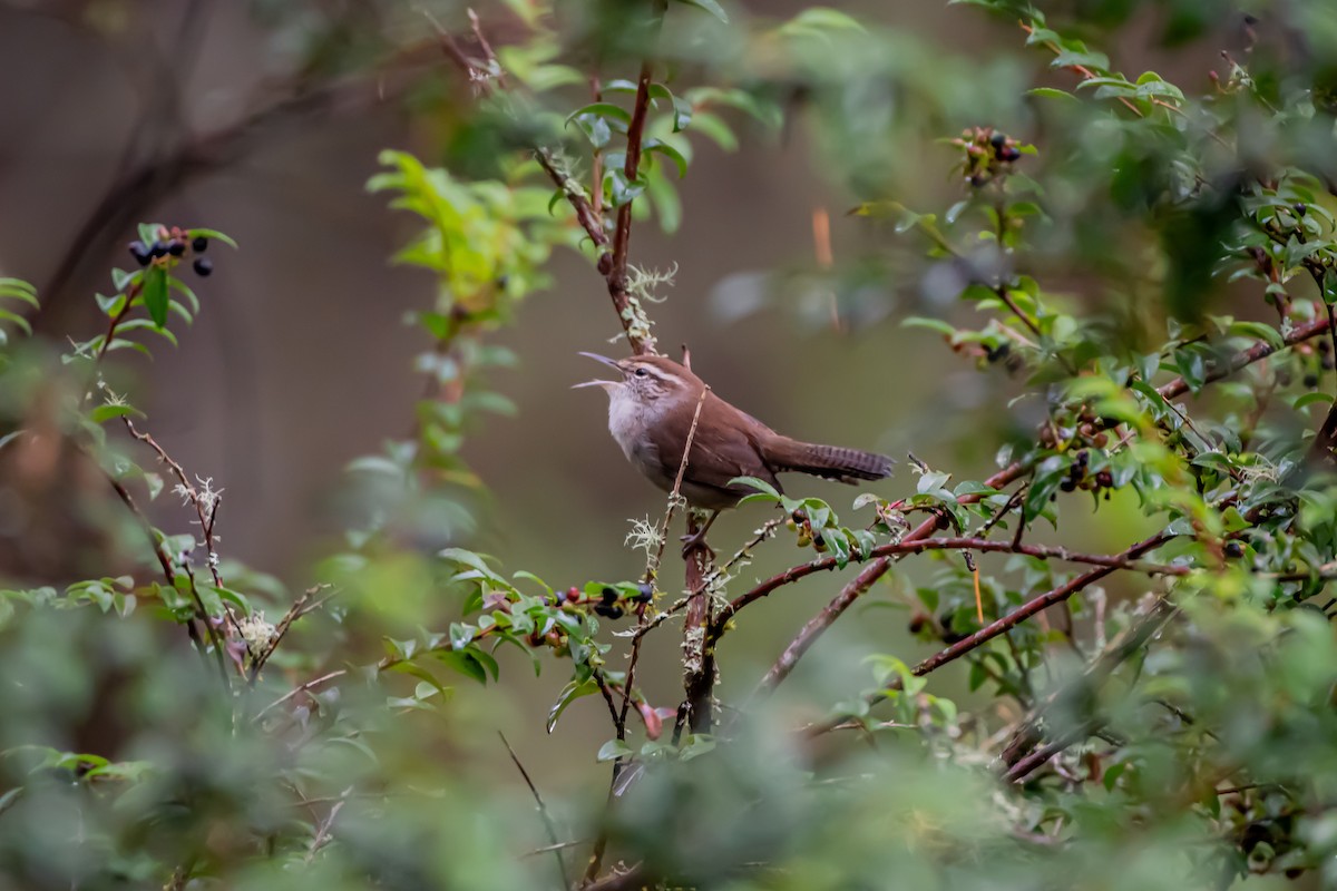 Bewick's Wren - ML642950289