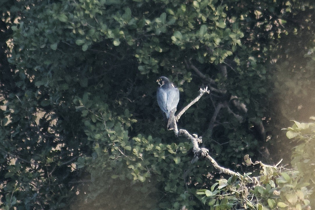 Peregrine Falcon - ML642950295