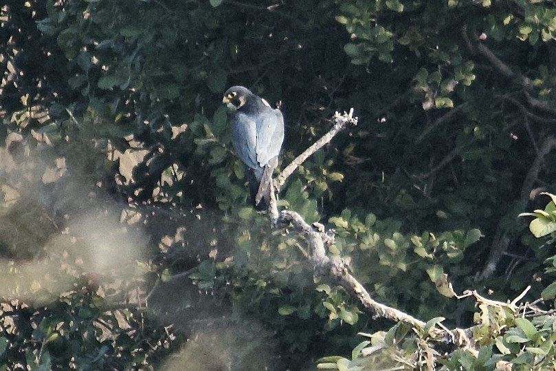Peregrine Falcon - ML642950296