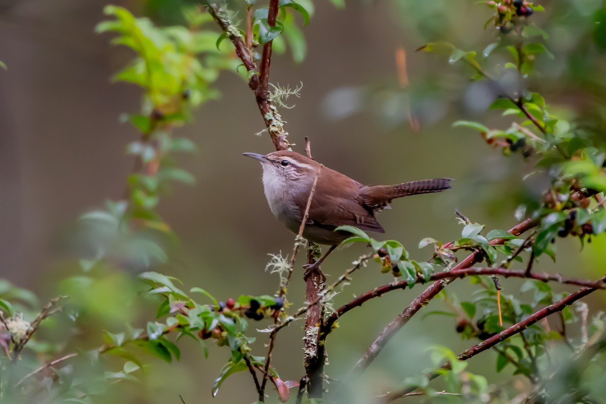 Bewick's Wren - ML642950302
