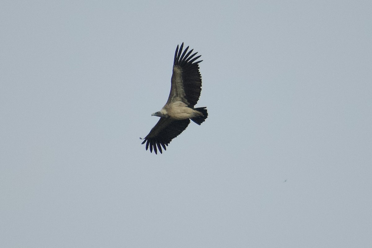 Indian Vulture - ML642950305