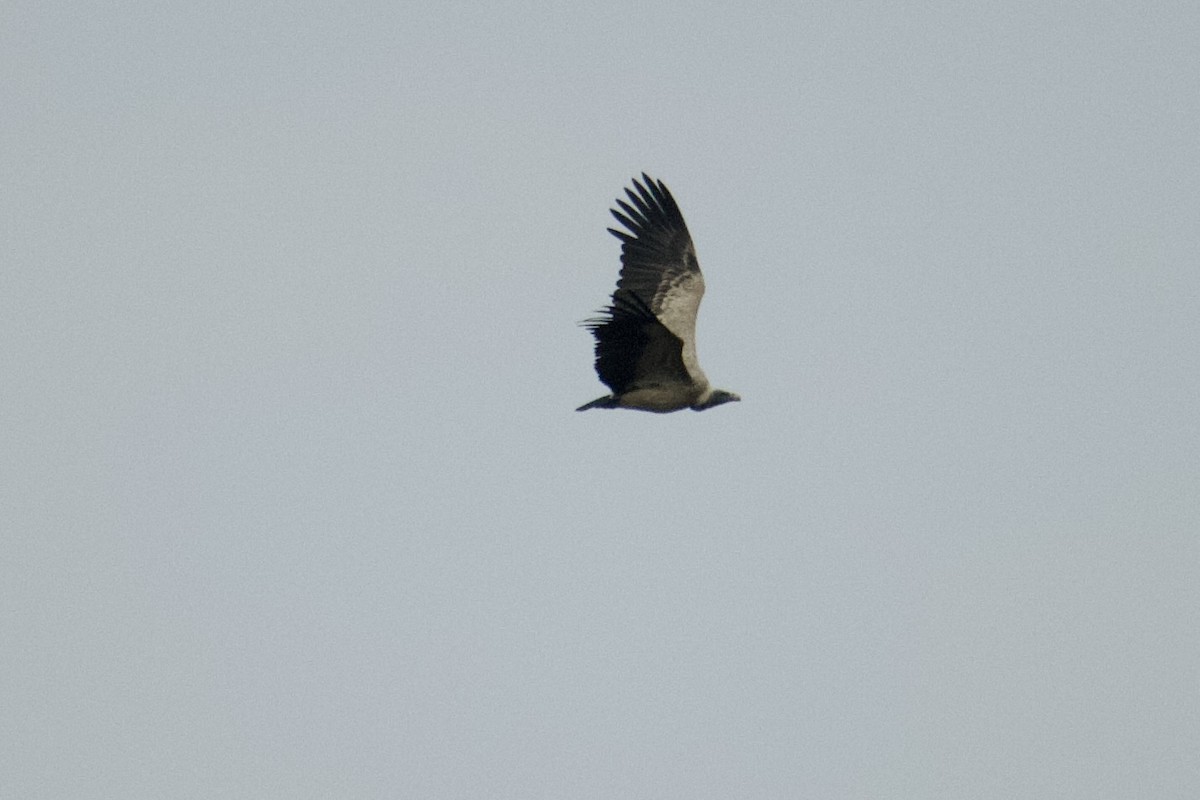 Indian Vulture - ML642950306