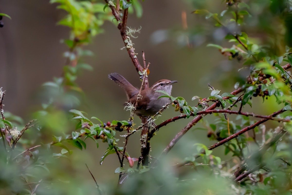 Bewick's Wren - ML642950326