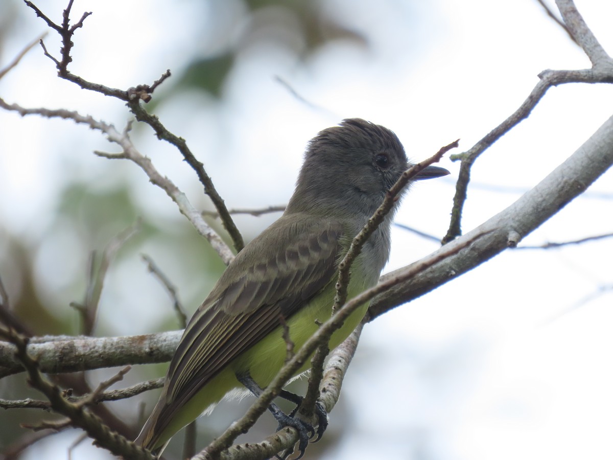 Panama Flycatcher - ML642950327