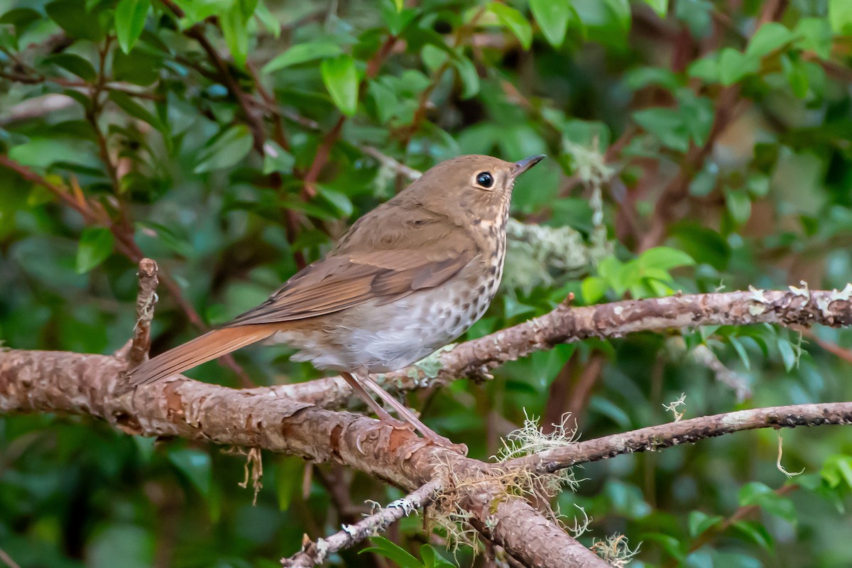 Hermit Thrush - ML642950341