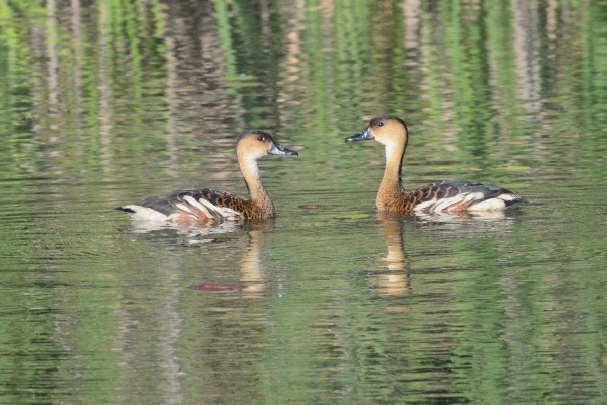 Wandering Whistling-Duck - ML642950343