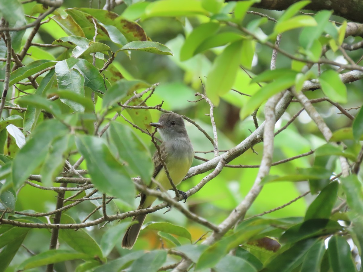 Panama Flycatcher - ML642950344