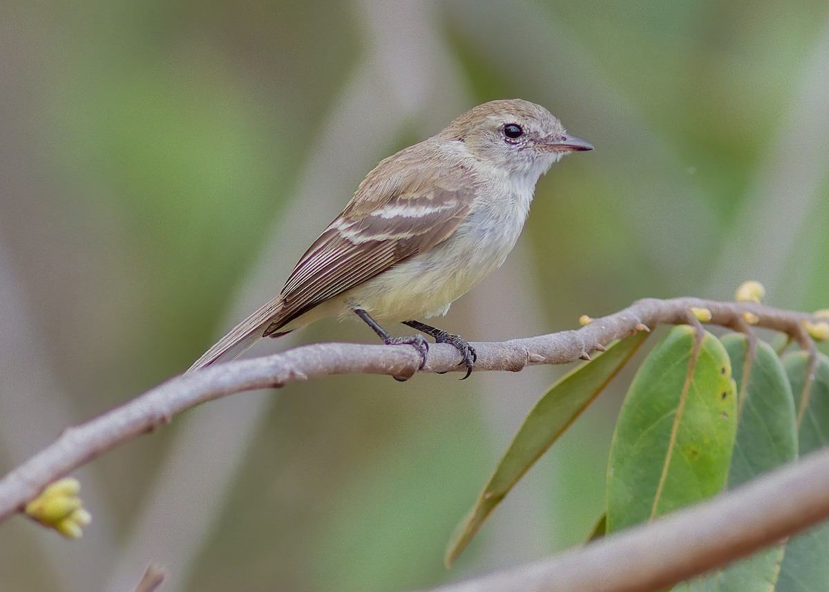 Mouse-colored Tyrannulet - ML642950345