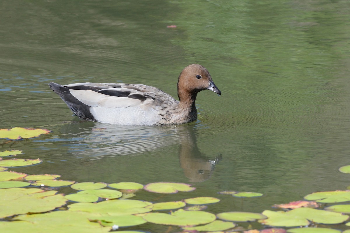 Maned Duck - ML642950346