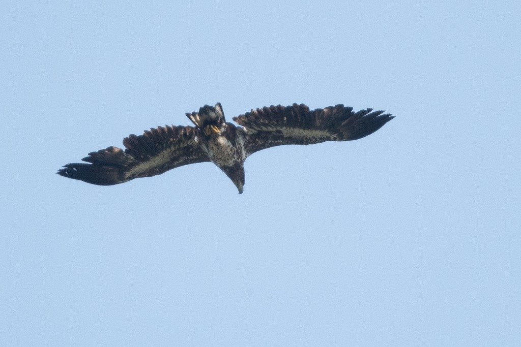 White-tailed Eagle - ML642950348