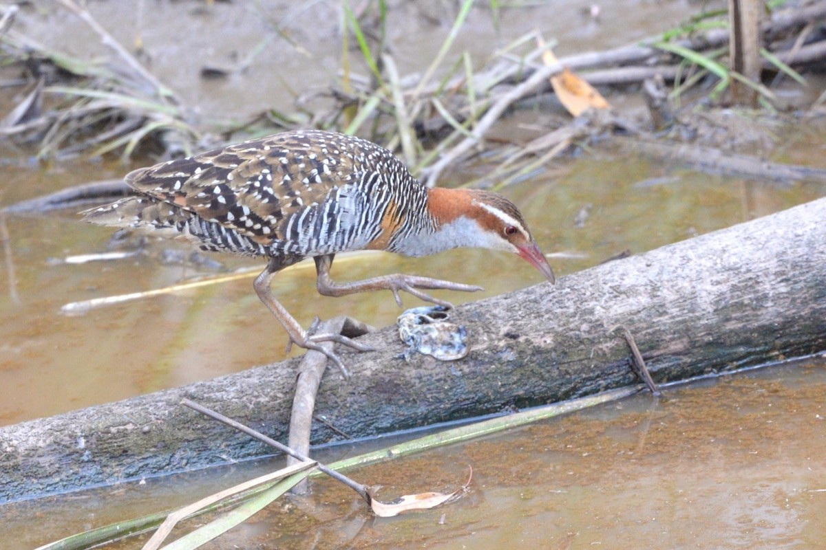 Buff-banded Rail - ML642950350