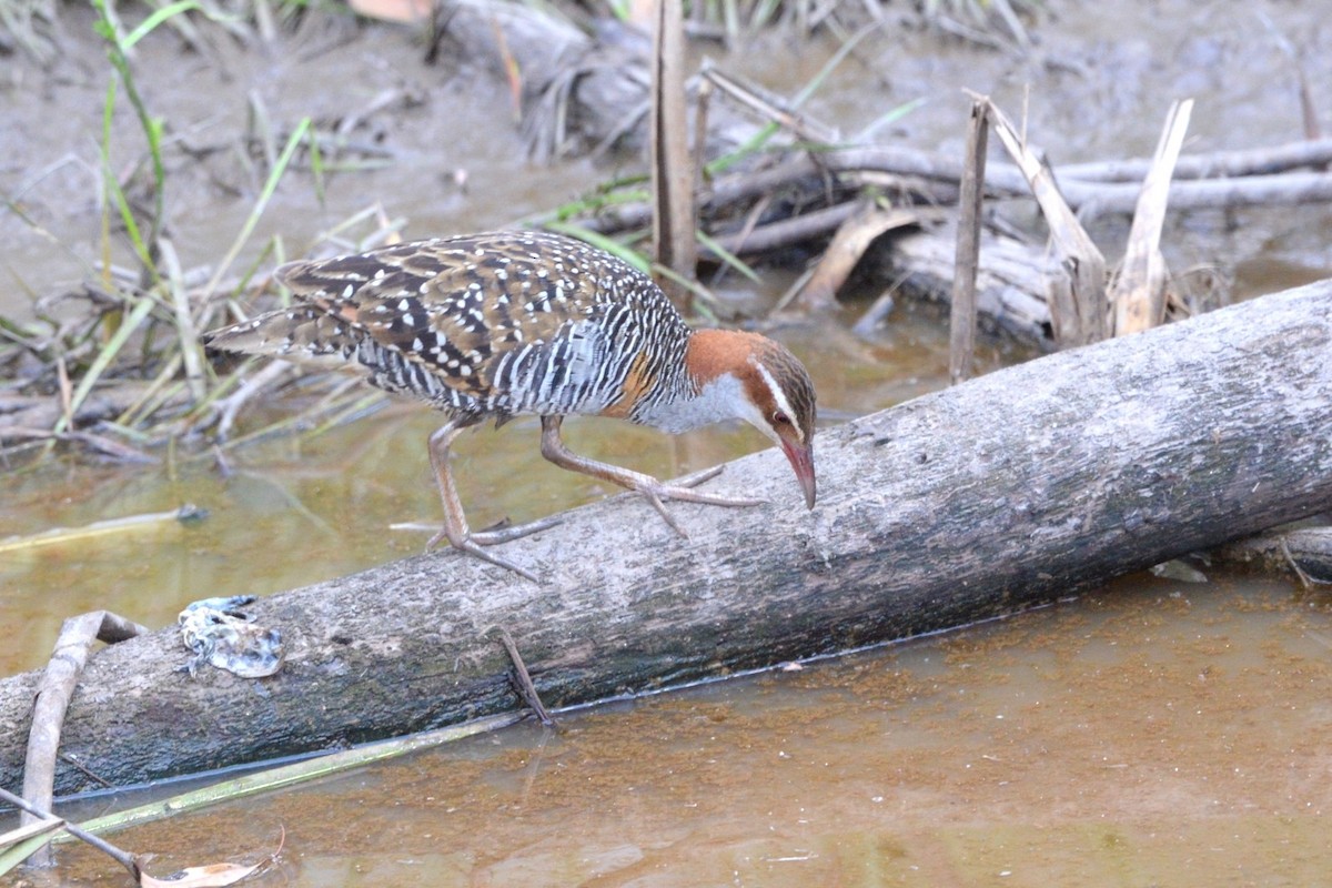 Buff-banded Rail - ML642950351